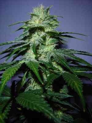 Nepalese Jam > ACE Seeds | Feminized Marijuana   |  hybrid